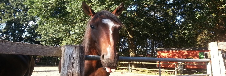 Cassai im Sommer 2016, freches lustiges Pferd